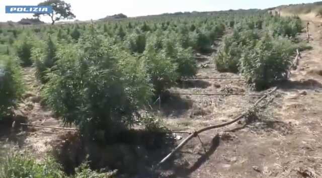 Spaccio di cocaina e coltivazione di marijuana tra Gavoi, Ollolai e Lula: blitz della polizia, scattano 7 arresti 
