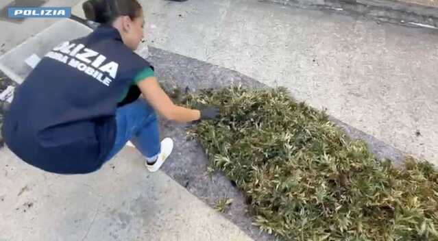 Scoperta ad Assemini una serra con più di 8mila piante di marijuana: due uomini in carcere