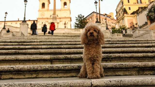 Un milione e mezzo contro randagismo, 100mila per le colonie feline: via libera dalla Giunta