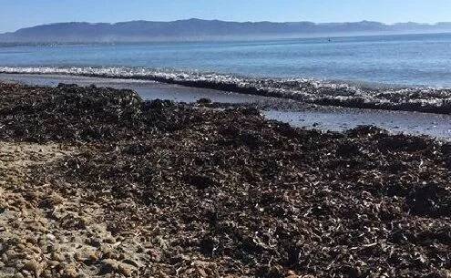 Settecento mila euro per la gestione della posidonia: "Protegge le spiagge, va gestita"