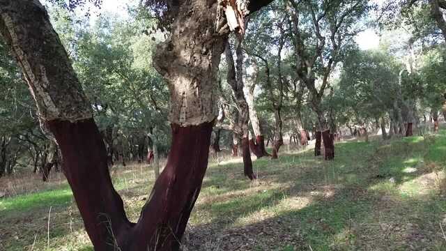 Sughero rubato a Orotelli, piante danneggiate: "Gli alberi pagano servizi essenziali ai cittadini"