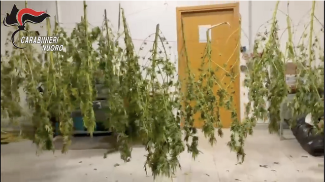 Scoperta una piantagione di marijuana a Orgosolo: un arresto