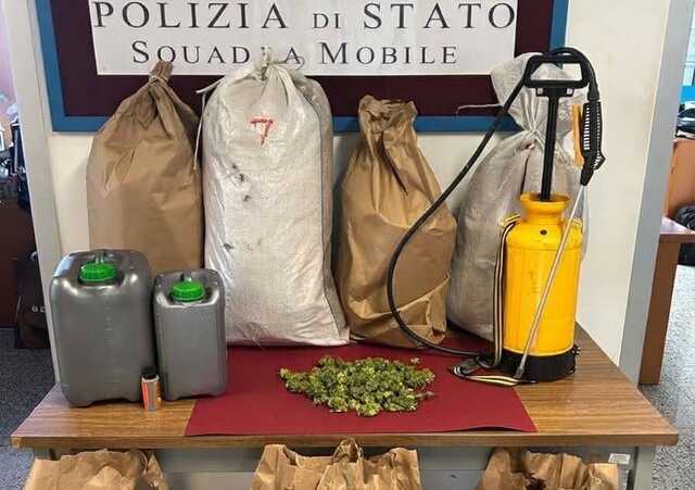 Scoperta una coltivazione di marijuana nell'Oristanese: sequestrati 10 chili di droga