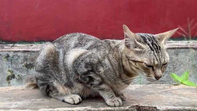 Gatti liberi a Sassari, comune e Asl insieme per proteggerli: più sterilizzazioni e cure 