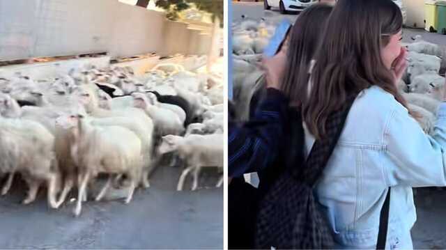 Cagliari, un gregge di pecore entra nel cortile del Liceo Euclide (Video)