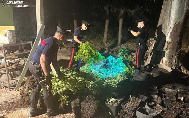 Quartucciu, in casa aveva 37 piante di cannabis sativa: quarantunenne arrestato 