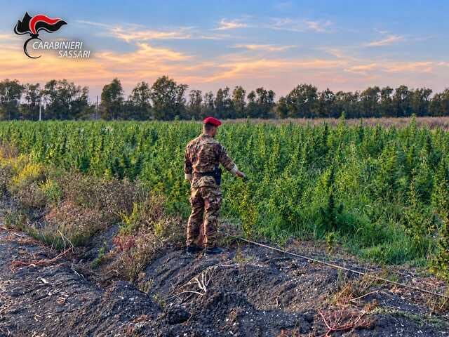 Maxi coltivazione di marijuana con oltre duemila piante: la scoperta dei carabinieri in Gallura