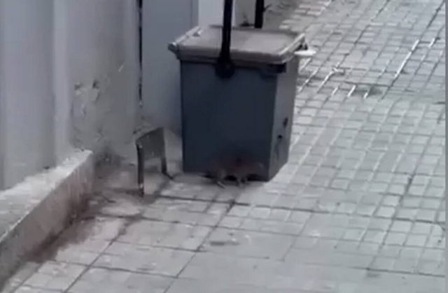 "Intorno al mercato è pieno di topi, a San Benedetto siamo esasperati": la rabbia di una residente a Cagliari