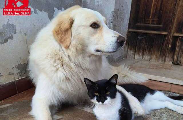 Cane ucciso a fucilate a Olbia, la Lida: "La denuncia è depositata, vogliamo giustizia"