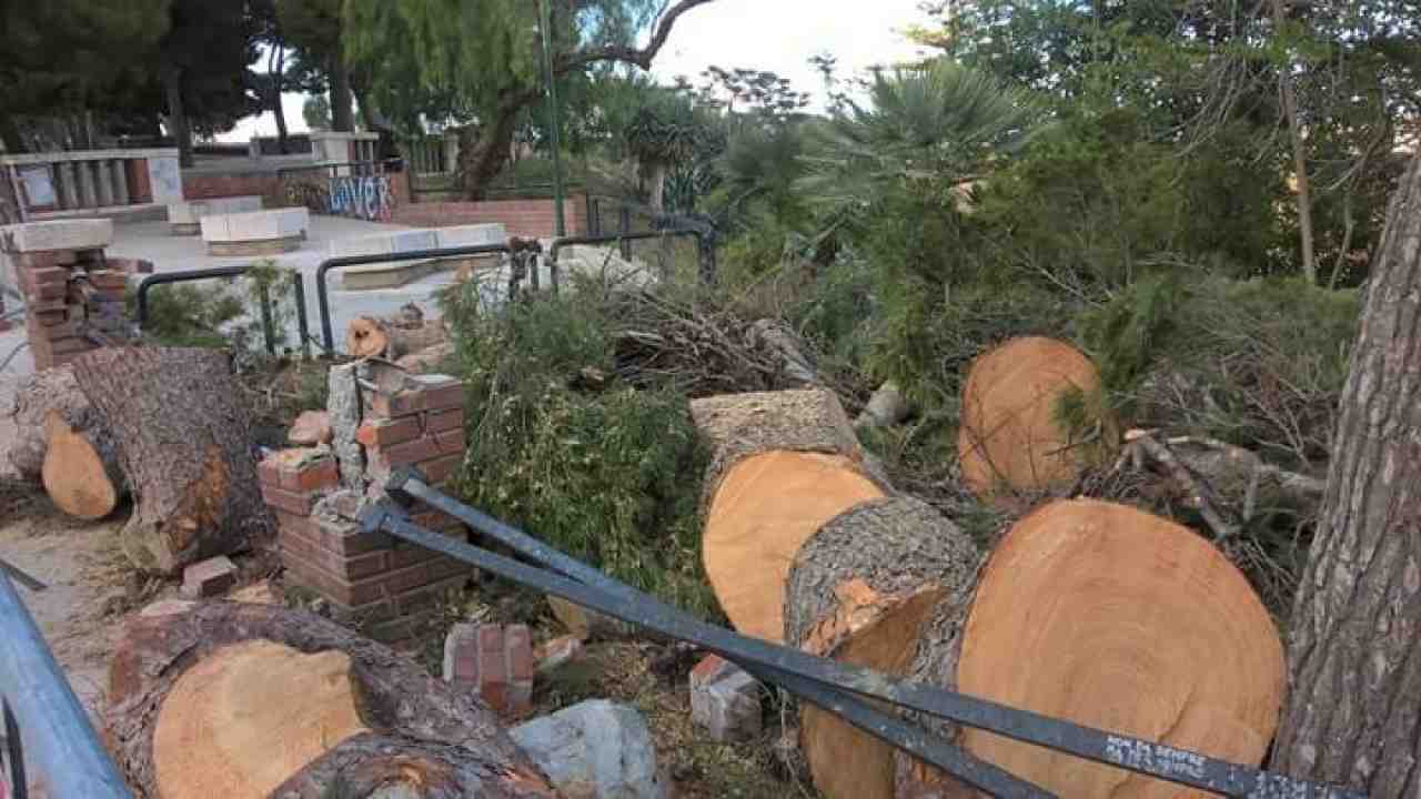Alberi Abbattuti