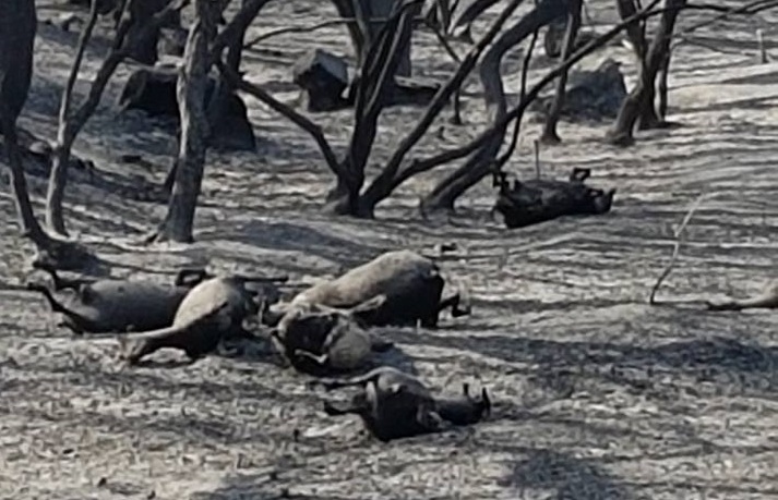 Arbus Incendio Animali Bruciati