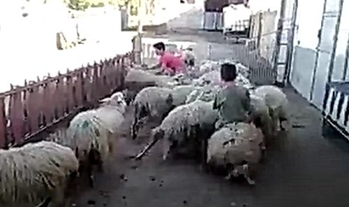 Bambini Pecore