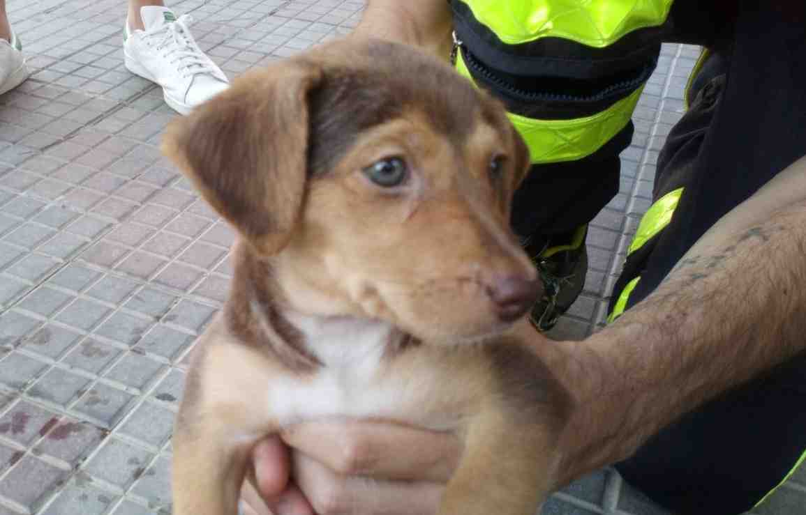 Cane Municipale B
