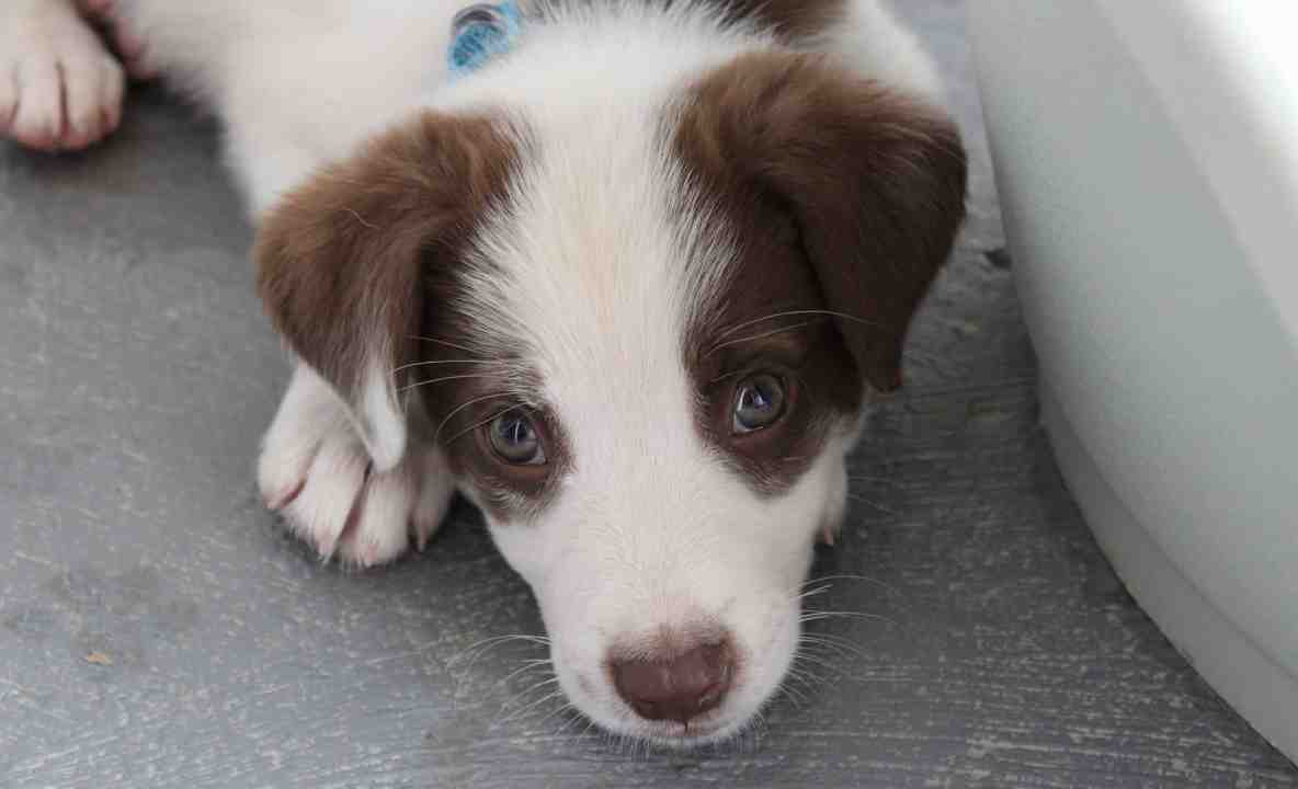 Cane Taglia Media Cucciolo