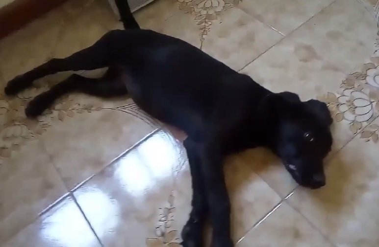 Cane Trovatello