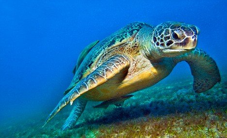 Caretta Caretta