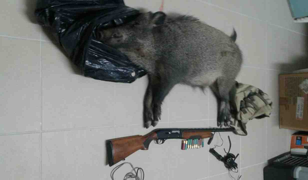 Cinghiale