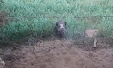 Cinghiale Preso