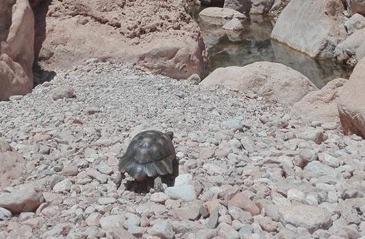 Gorropu Tartaruga