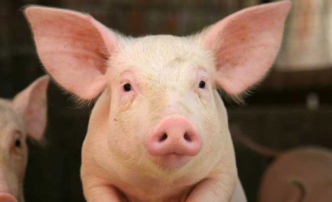 Maialino C