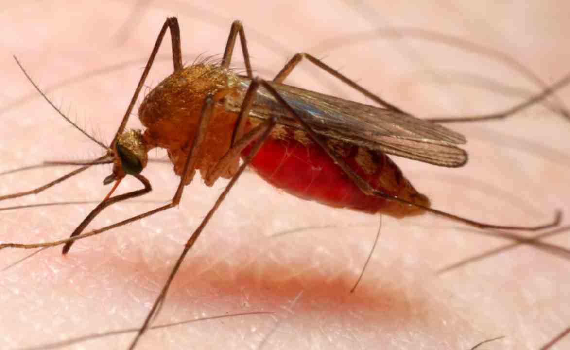 Malaria C