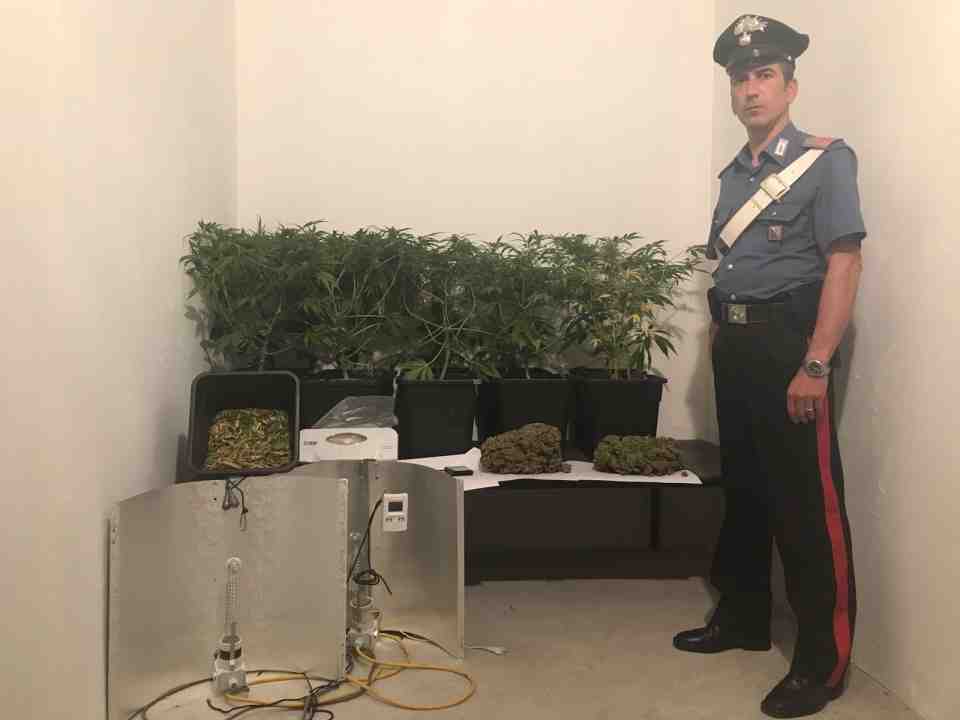 Marijuana