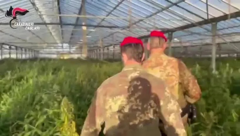 Sei capannoni con 30mila piante di marijuana: la scoperta a Uta (VIDEO)