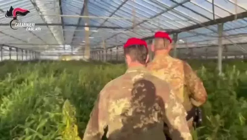 MarijuanaUt Sei capannoni con 30mila piante di marijuana: la scoperta a Uta, arrestato 60enne (VIDEO)