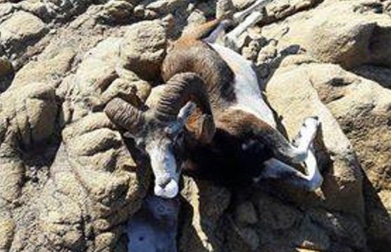 Muflone Ucciso Dai Cani