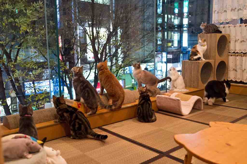 Cat Cafè