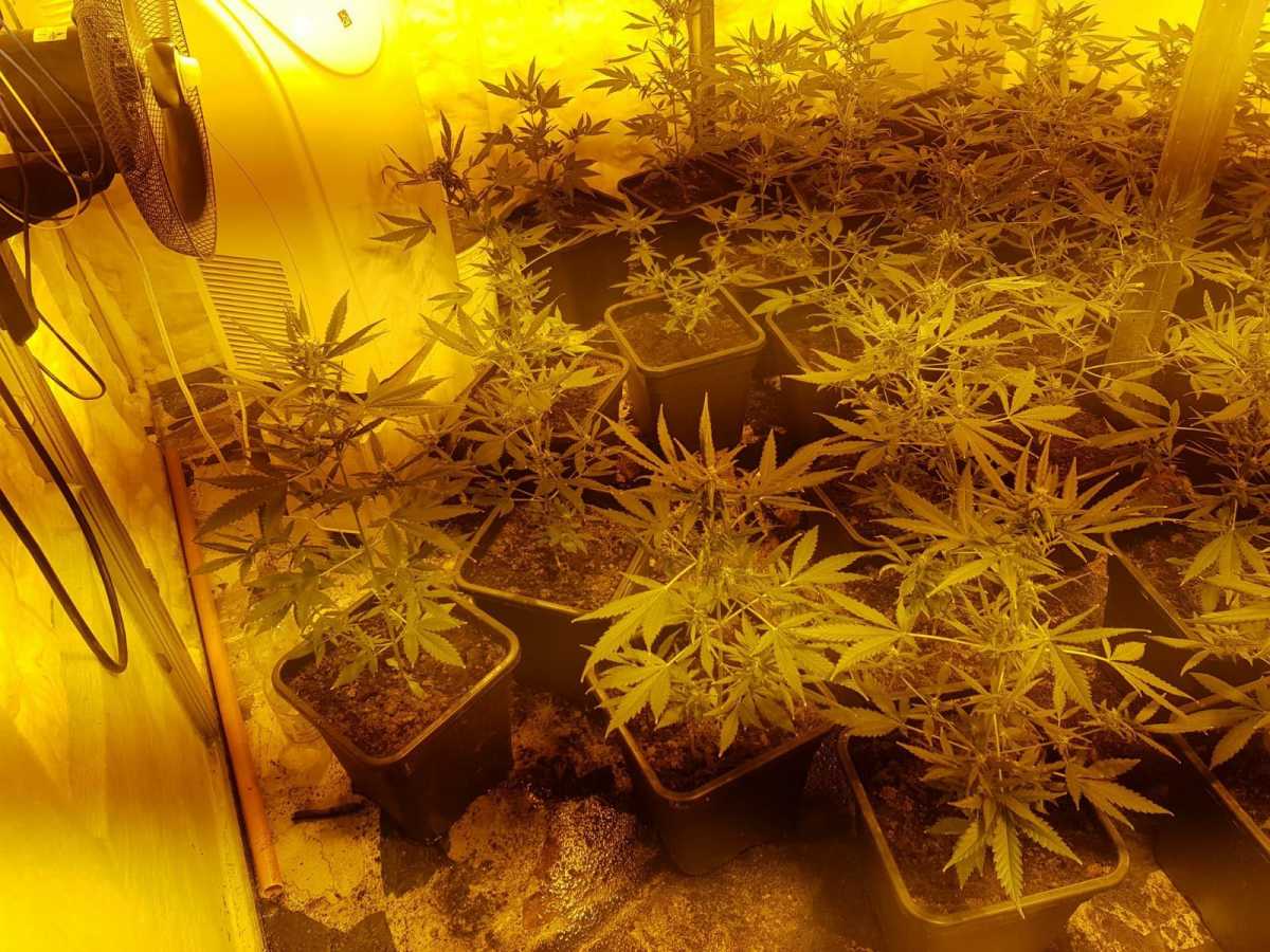 Marijuana-Serra-carabinieri