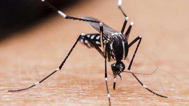 Mosquito