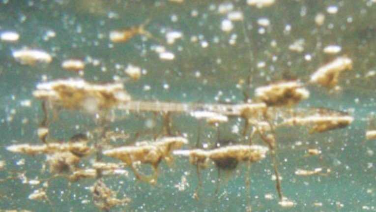 alga-tossica