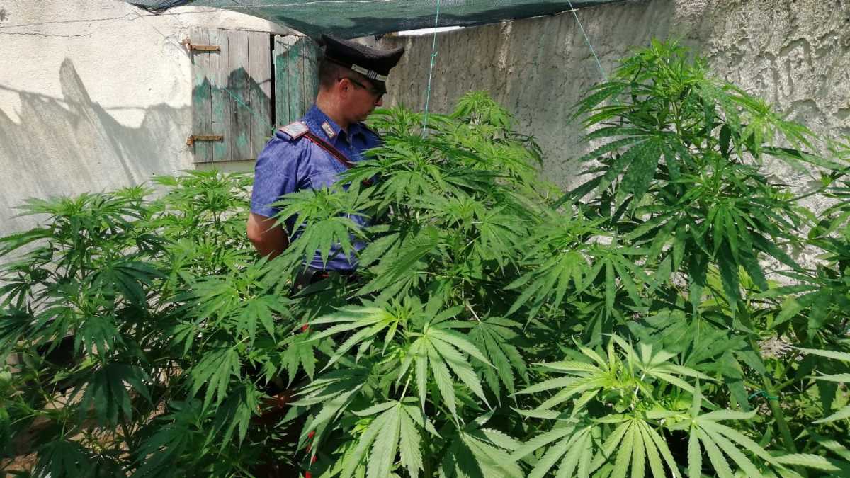 marijuana-flumini