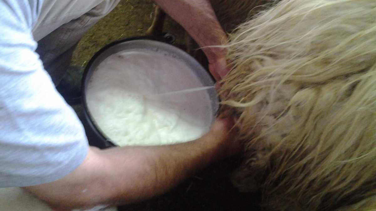 Latte-ovino-mungitura