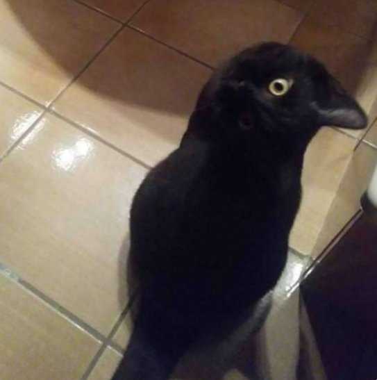 Gatto-uccello-grande-illusione-ottica