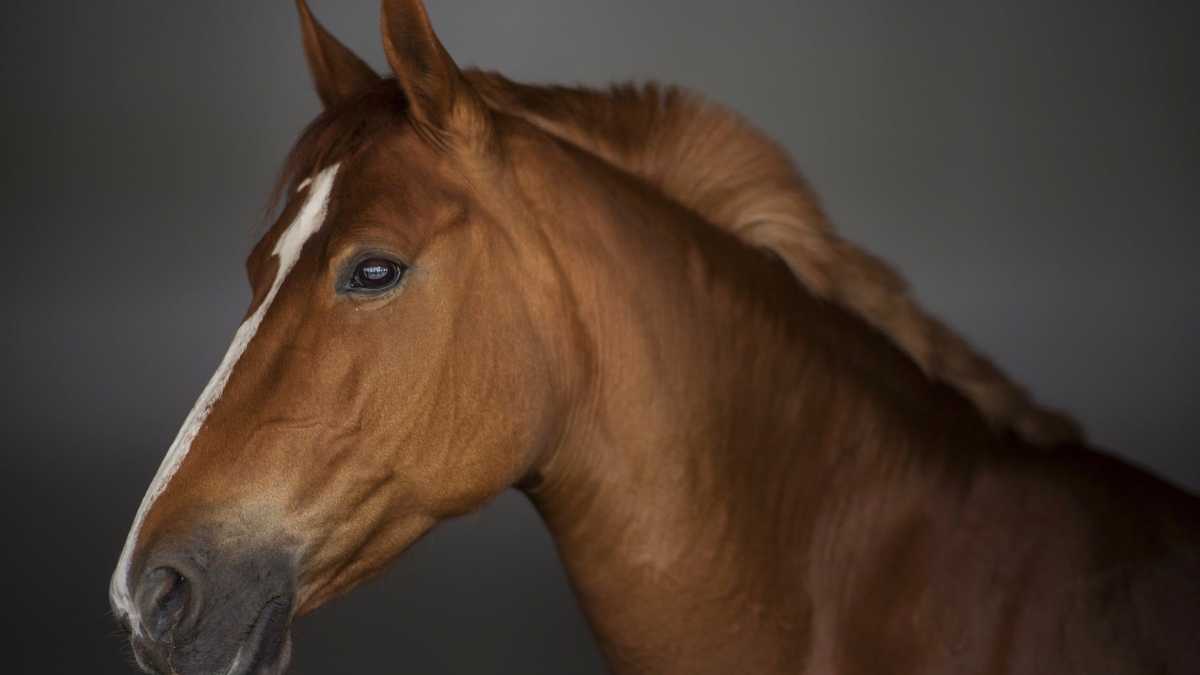 cavallo-