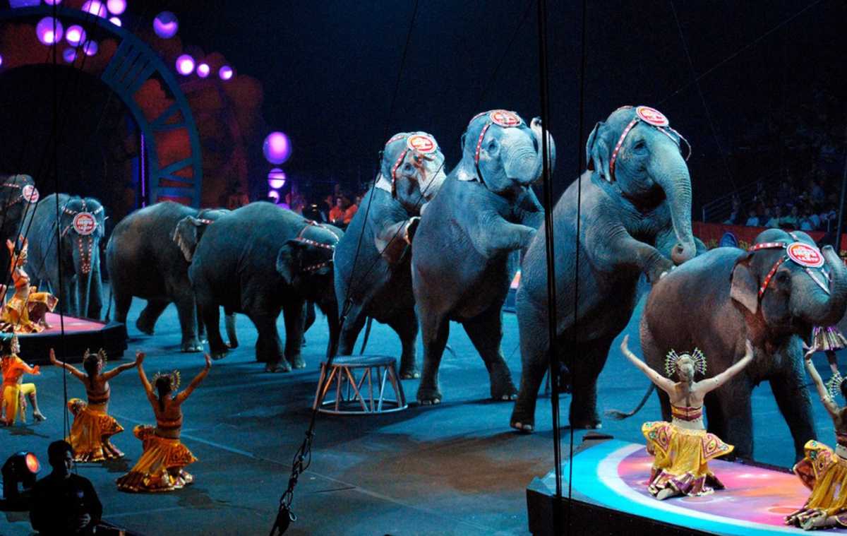 circo-animali