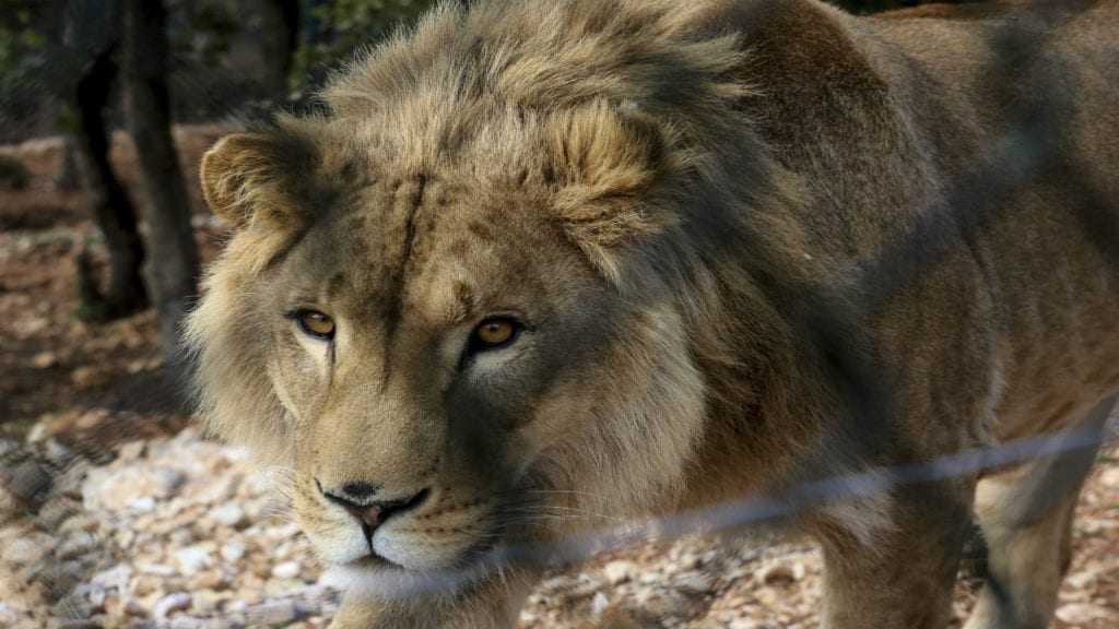 leone
