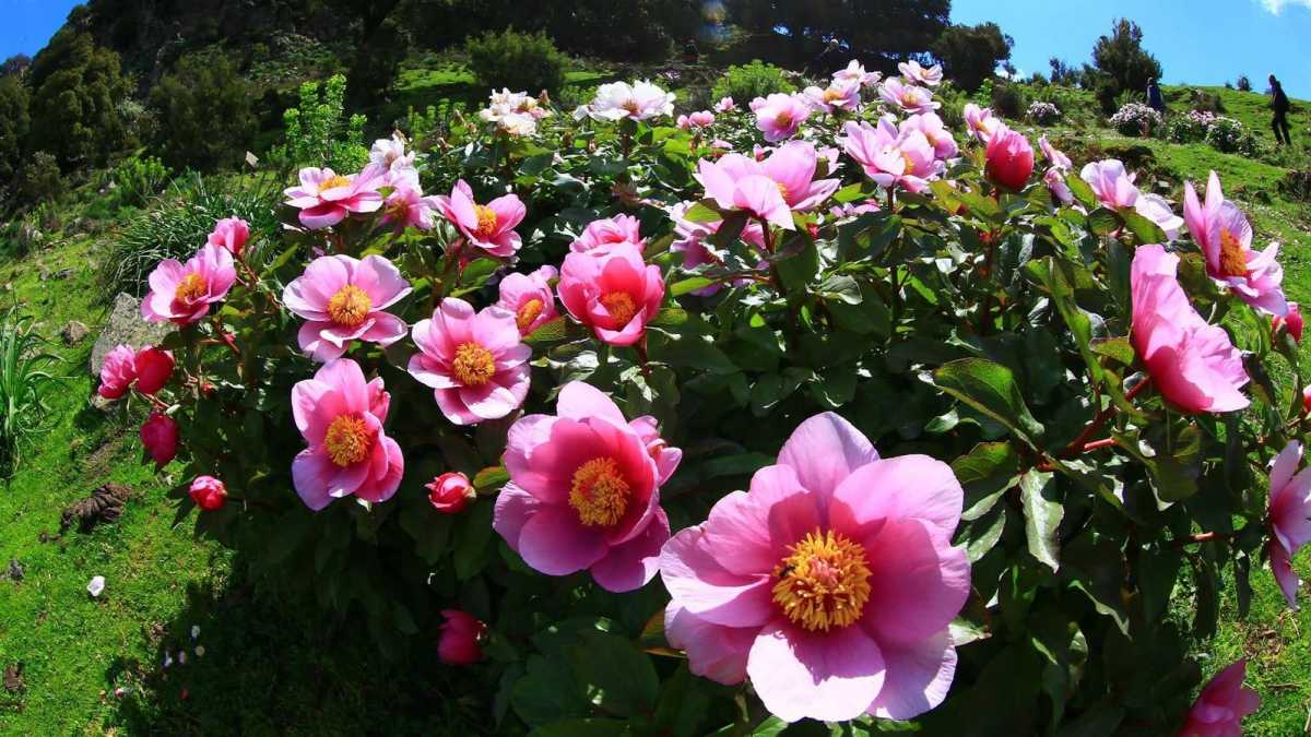 peonie