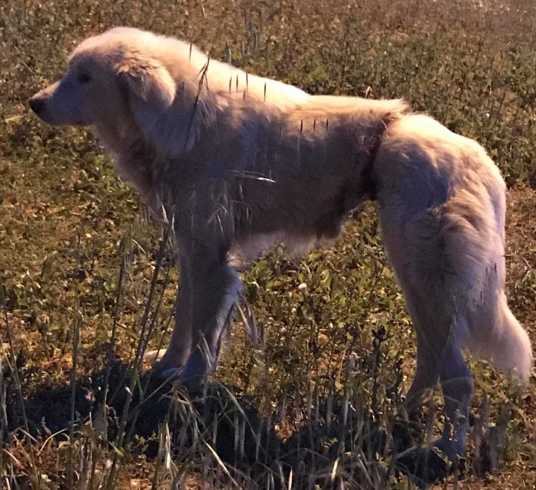Cane-Nuoro