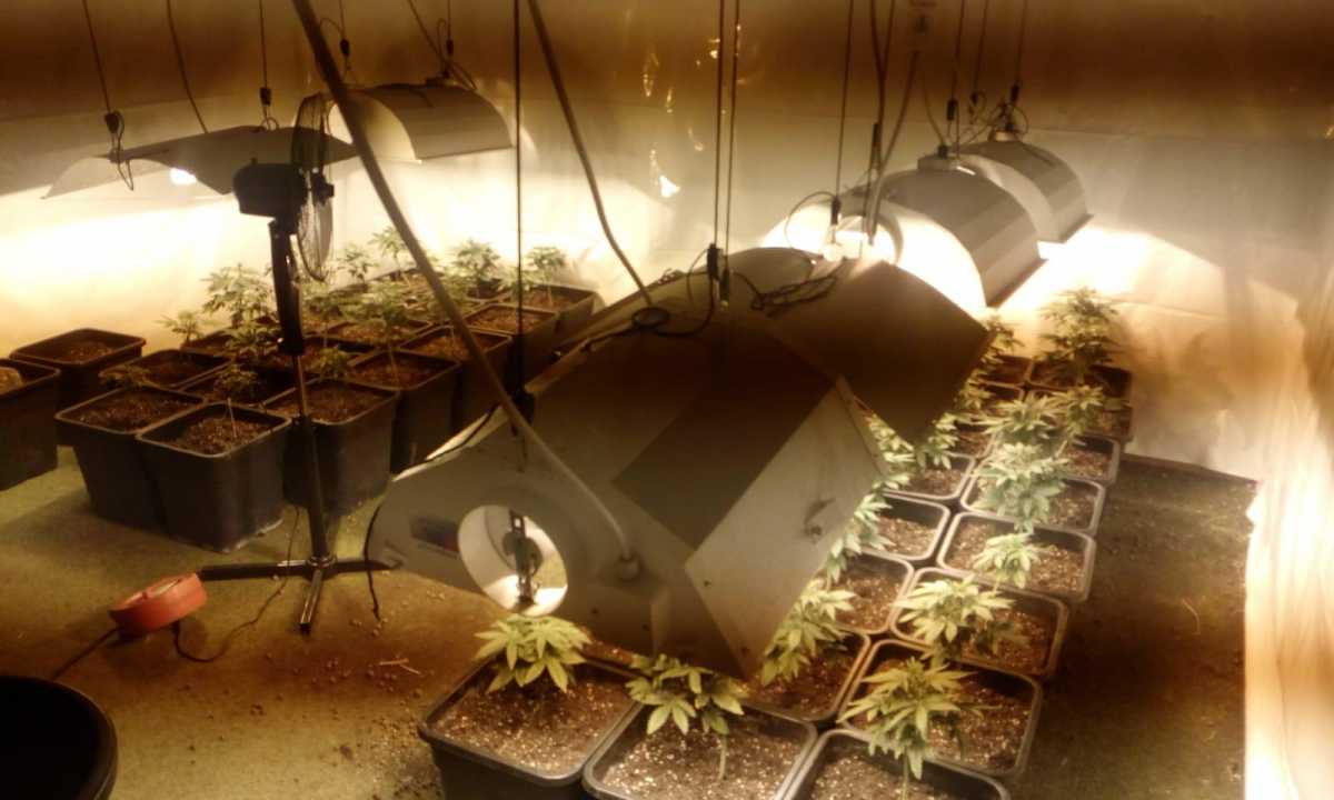 serra-marijuana-210519-2
