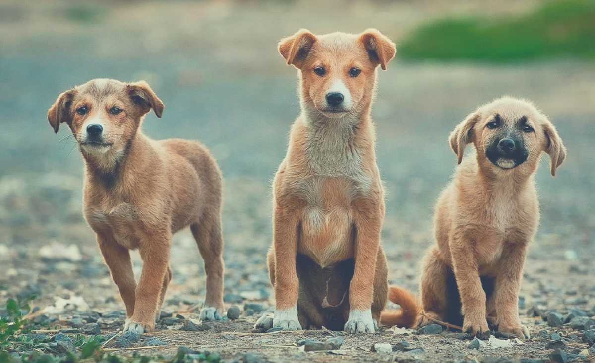 Cuccioli-randagi