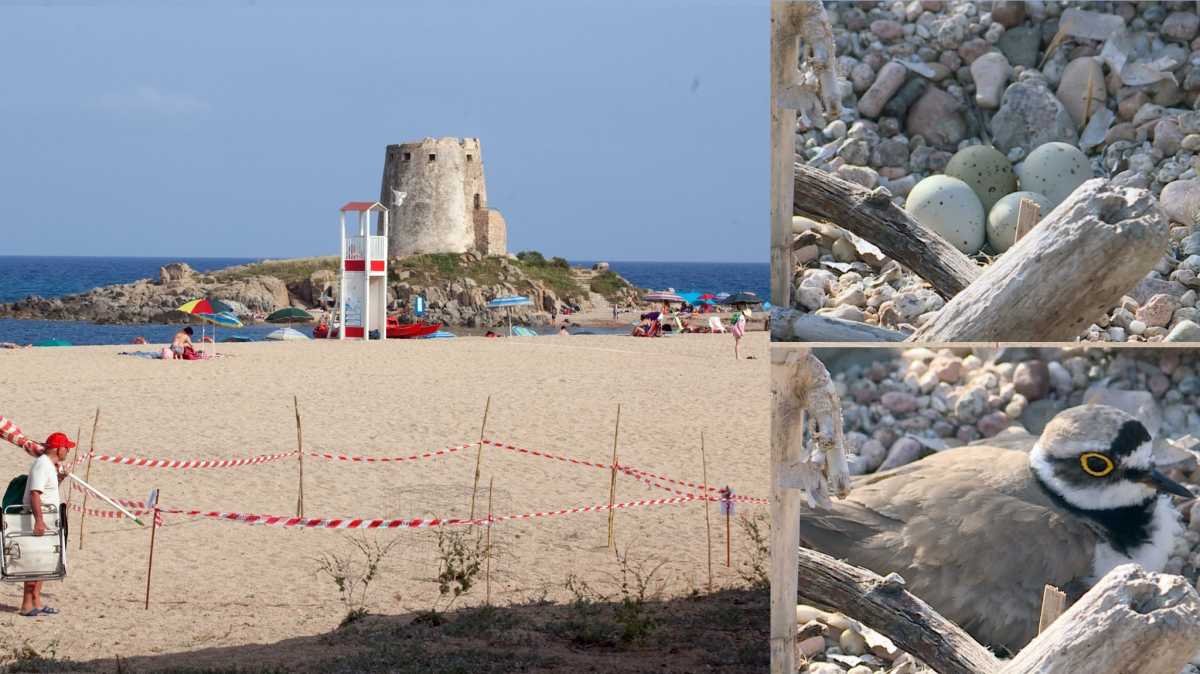 SPIAGGIA-BARI-SARDO-UOVA-FRATINO