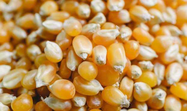 mais-pop-corn
