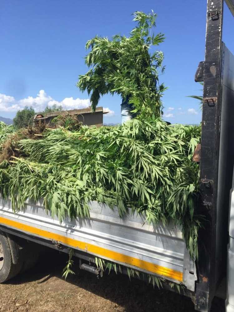 Marijuana-2