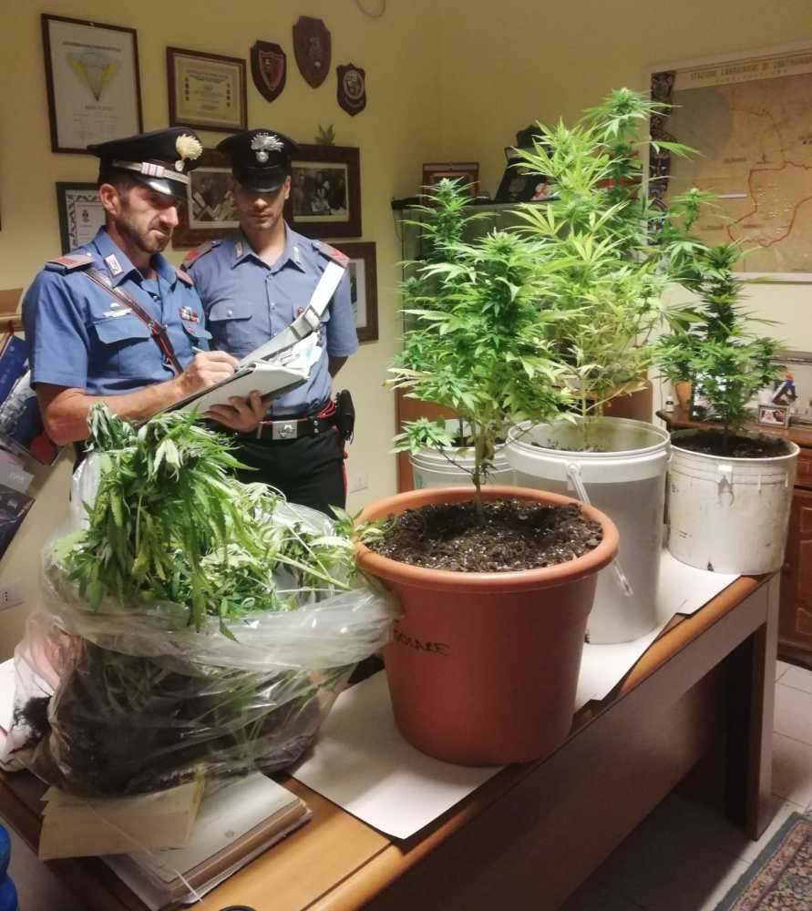 Marijuana-Carbonia