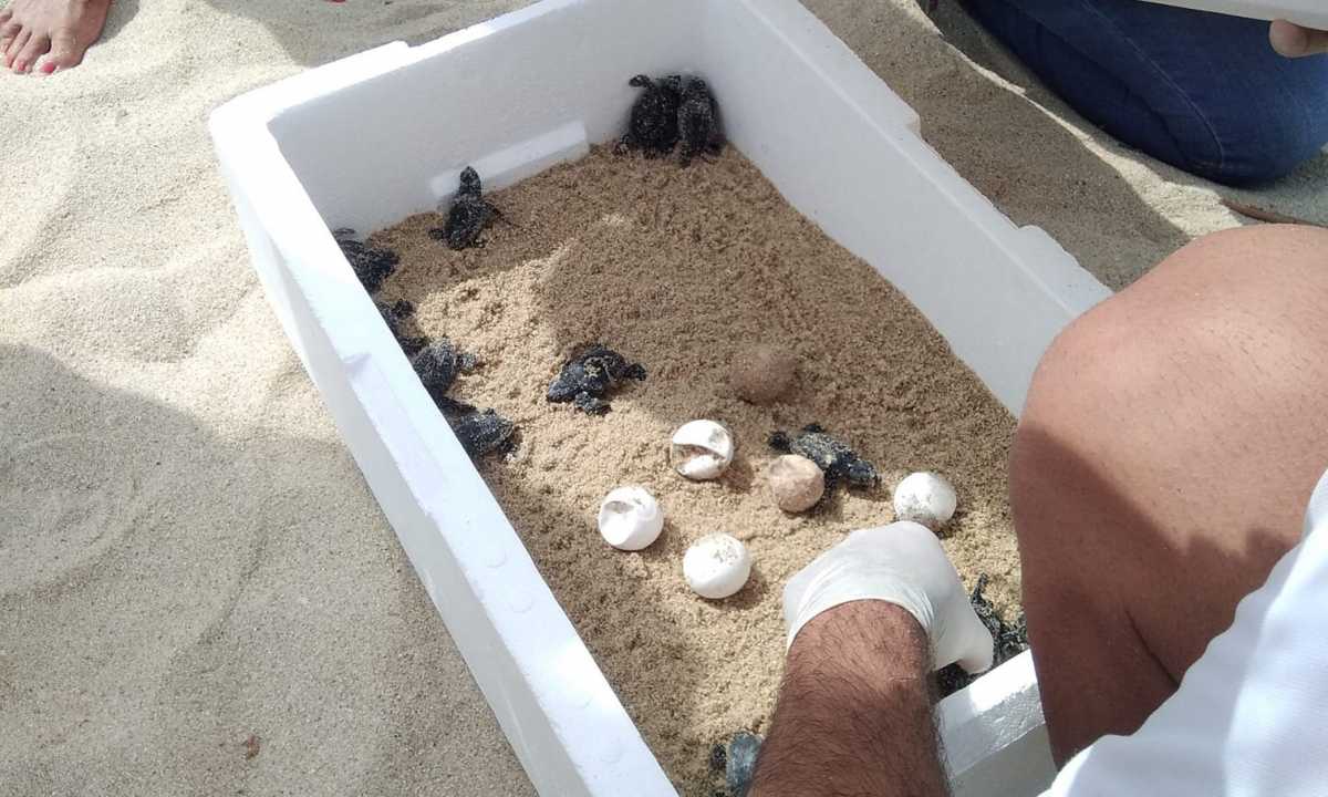 caretta-caretta-lido-tamatete