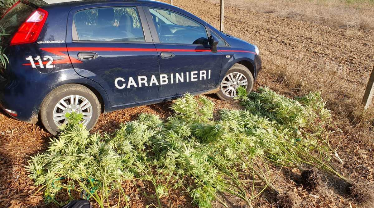 piantine-marijuana-pabillonis