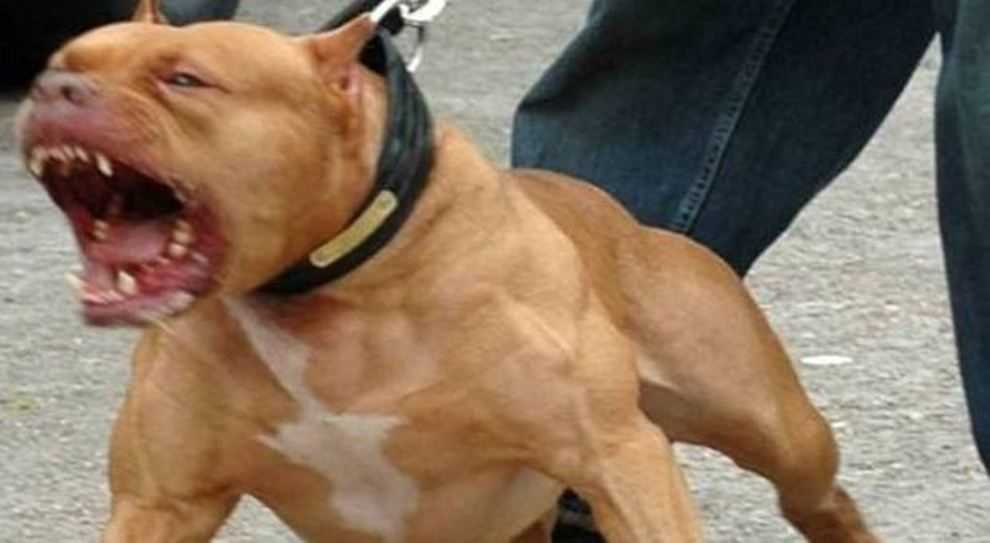 Pitbull
